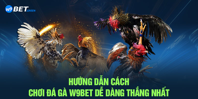 Hướng dẫn cách chơi đá gà W9BET dễ dàng thắng nhất