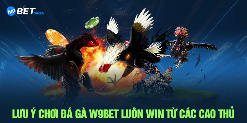 Lưu ý chơi Đá gà W9BET luôn Win từ các cao thủ