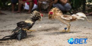 Thông tin chi tiết và chính xác nhất Lễ hội chọi gà Nam Định